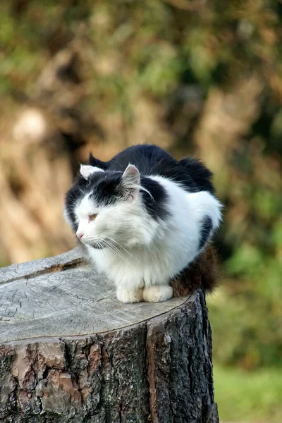 Gato Rural Quinta Animais Estimação Senta Toco Árvore — Fotografia de Stock