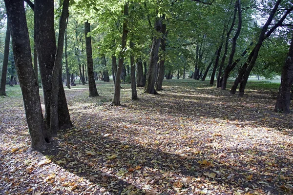 公園の秋 10月 影と落ち葉 — ストック写真