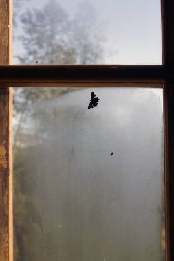  Pencere camında kelebek var. Sonbaharda verandada. İllüzyonlara kapılmış.                              