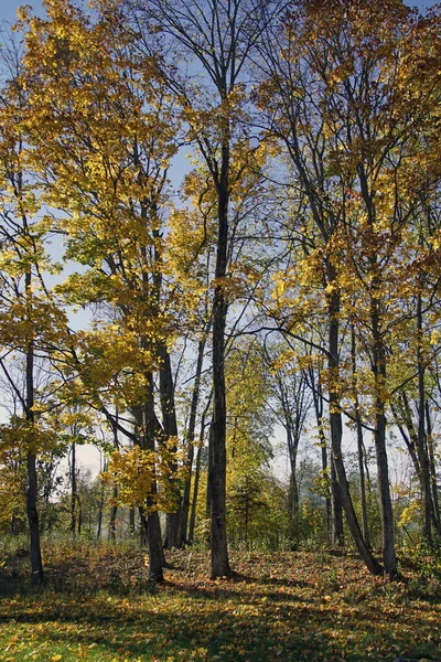Jesienny Krajobraz Stary Park Promieniach Słońca Październiku Złota Jesień — Zdjęcie stockowe