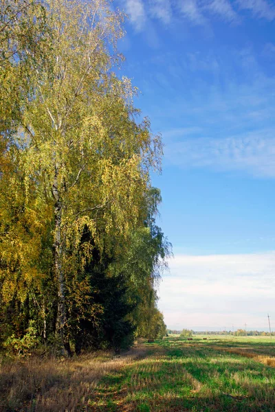 Ładny Widok Październiku Złota Jesień Stare Drzewa Przy Drodze — Zdjęcie stockowe