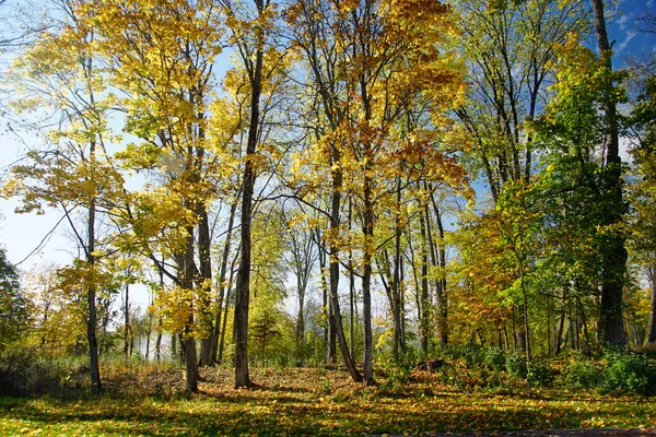 Jesienny Krajobraz Stary Park Promieniach Słońca Październiku Złota Jesień — Zdjęcie stockowe