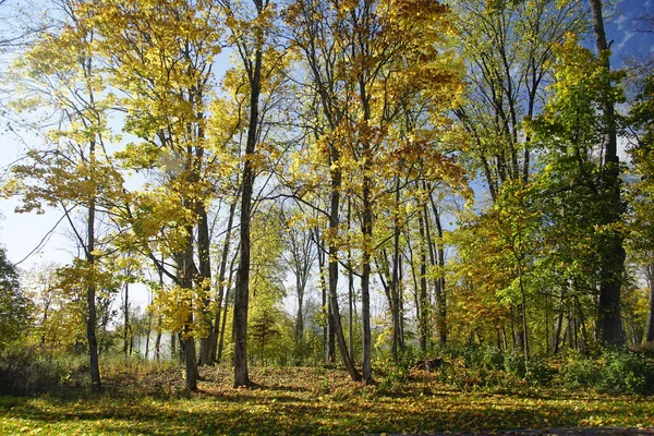     Sonbahar manzarası. Ekim 'de güneşin altında eski bir park. Altın Sonbahar.                           
