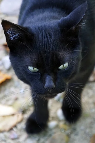 Зеленые Глаза Черной Кошки Смешные Животные — стоковое фото