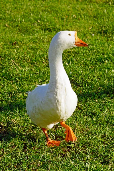 Model at work - a white goose on the lawn. Funny pets.