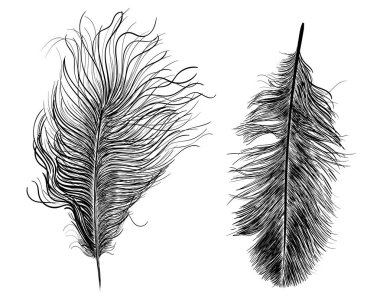 Kuşların tüyleri. Vektör çizim. Beyaz arka plan üzerinde izole