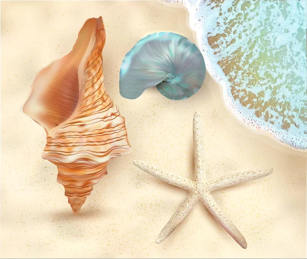 異なる美しい貝殻の現実的なセット。海の波。ベクトル — ストックベクタ