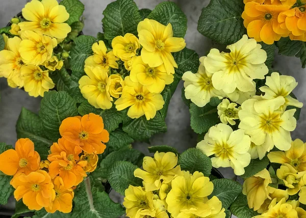 Primrose Flowers çiçeklerin üst görünümünde beton arka plan doğal ışık seçici odak