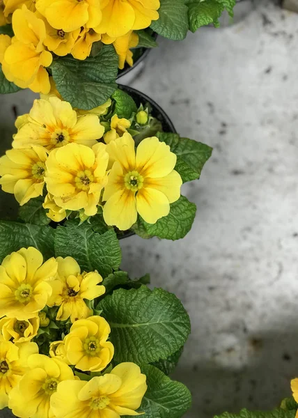 Primrose Flowers çiçeklerin üst görünümünde beton arka plan doğal ışık seçici odak