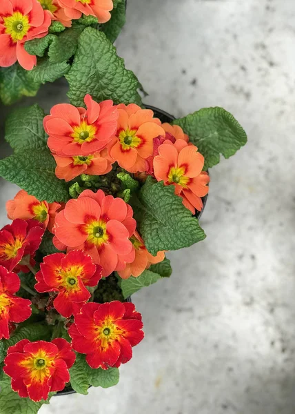 Primrose Flowers çiçeklerin üst görünümünde beton arka plan doğal ışık seçici odak