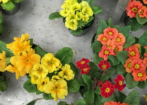 Primrose Flowers çiçeklerin üst görünümünde beton arka plan doğal ışık seçici odak