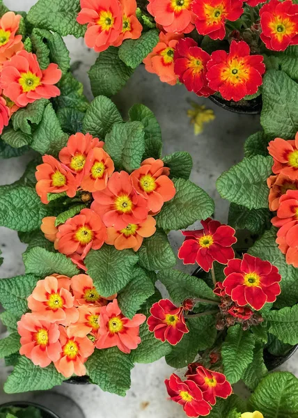Primrose Flowers çiçeklerin üst görünümünde beton arka plan doğal ışık seçici odak