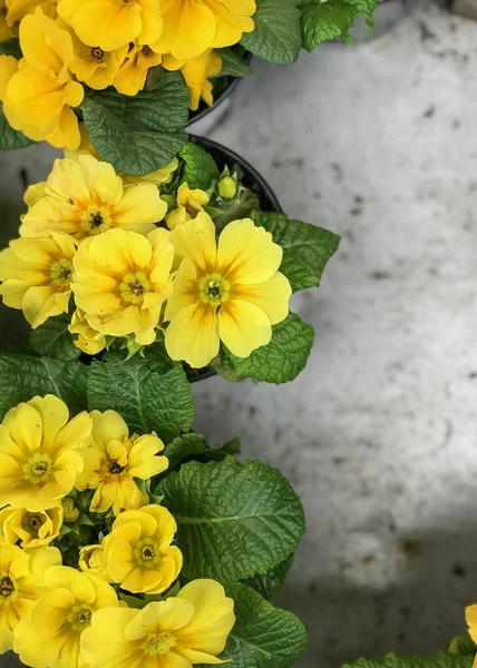 植木鉢の中のプリムローズの花コンクリートの背景上のトップビュー自然光選択的焦点 ストック写真