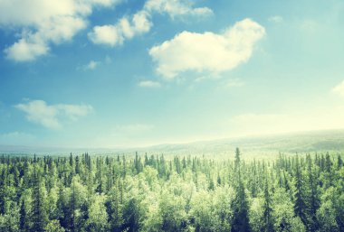 Gün batımında orman