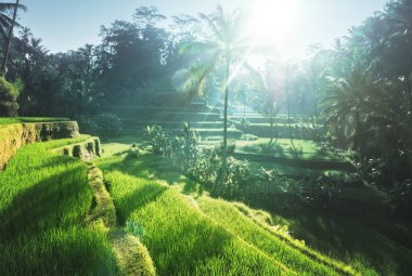 Tegalalang pirinç plantasyon Teras, Bali, Endonezya. 