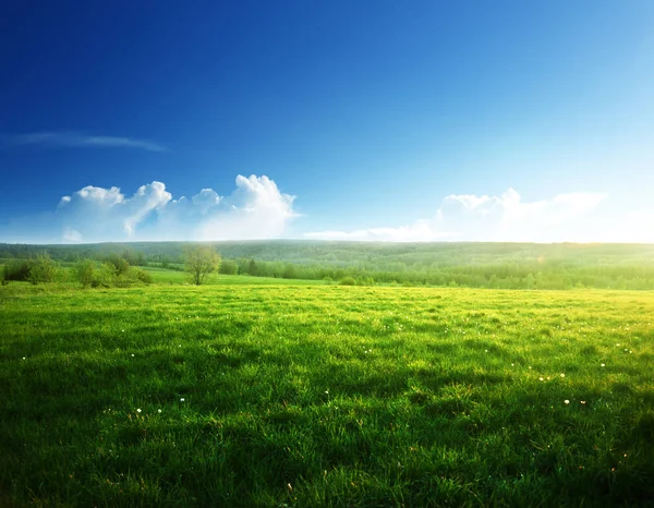 Spring Sunset Field Grass — Stock Photo, Image