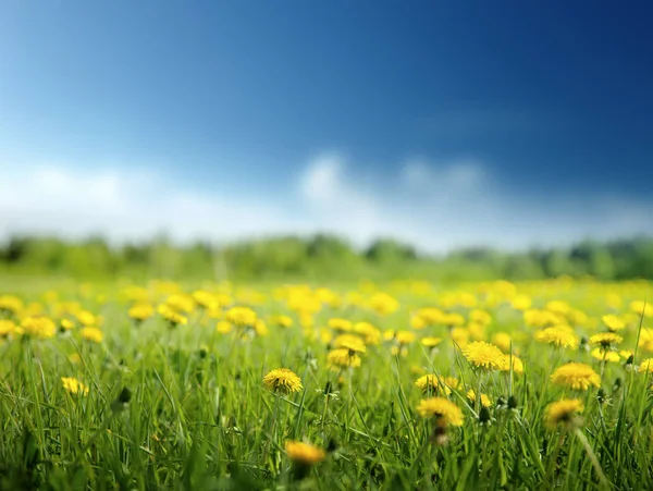 春の花と完璧な空の分野 — ストック写真