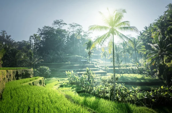 Terraço Arroz Tegalalang Bali Indonésia — Fotografia de Stock