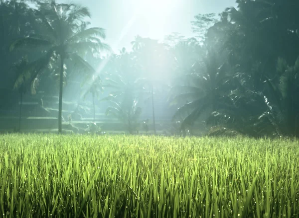 Τεγκαλάλανγκ Βεράντα Φυτεία Ρυζιού Μπαλί Ινδονησία — Φωτογραφία Αρχείου