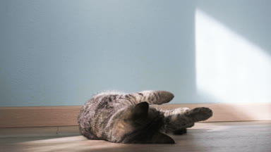 yavru kedi dinlenme güneşli odada, ağır çekim video