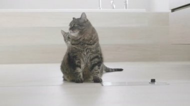 kedicik saldırı bir kedi, banyo