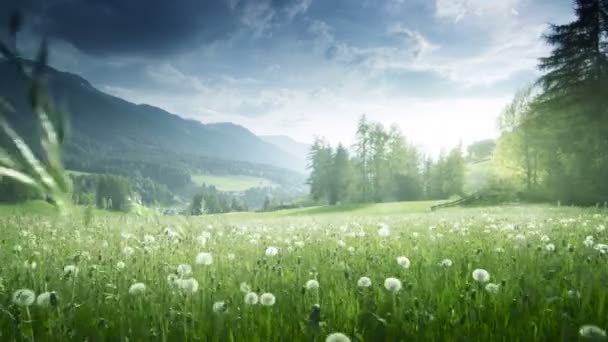 Field Spring Dandelions Dolomites South Tyrol Italy — Stock Video