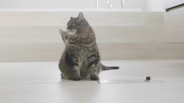 Нападение Котенка Кошку Ванная Комната — стоковое видео
