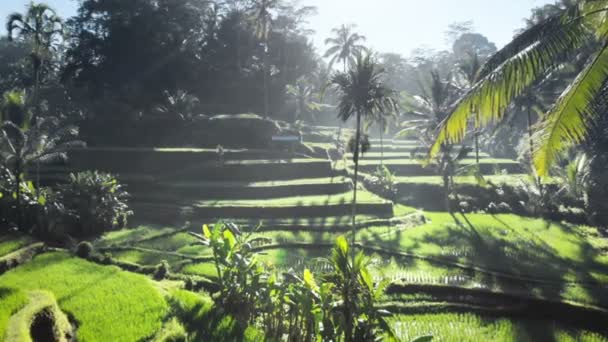 Tegalalang Rijst Terras Frome Drone Bali Indonesië — Stockvideo