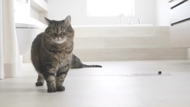 Нападение Котенка Кошку Ванная Комната Замедленная Съемка — стоковое видео