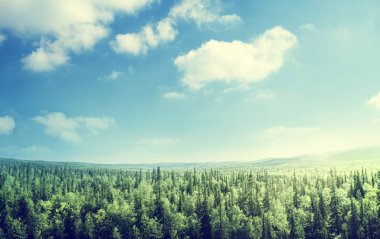 Gün batımında orman