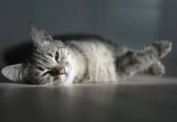 Kitten Rest Sunny Room — Stock Photo, Image