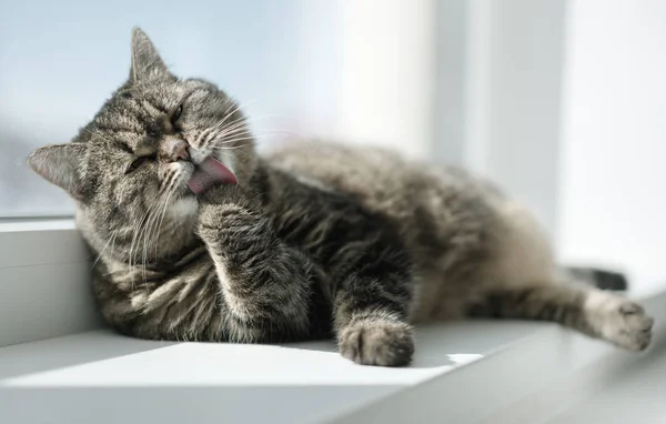 Χαλαρή Σοβαρή Γάτα Στο Παράθυρο — Φωτογραφία Αρχείου