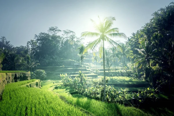 Рисовая Терраса Тегалаланг Бали Индонезия — стоковое фото