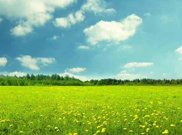 Campo Grama Primavera — Fotografia de Stock