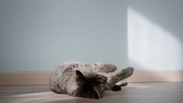 Gatito Descanso Soleado Habitación — Vídeo de stock