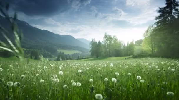 Field Spring Dandelions Dolomites South Tyrol Italy — Stock Video