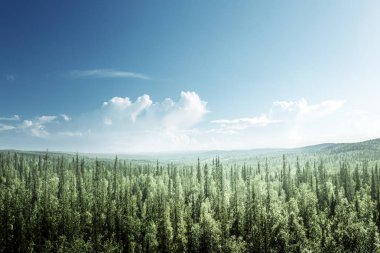 köknar ağacı güneşli bir gün ormanda