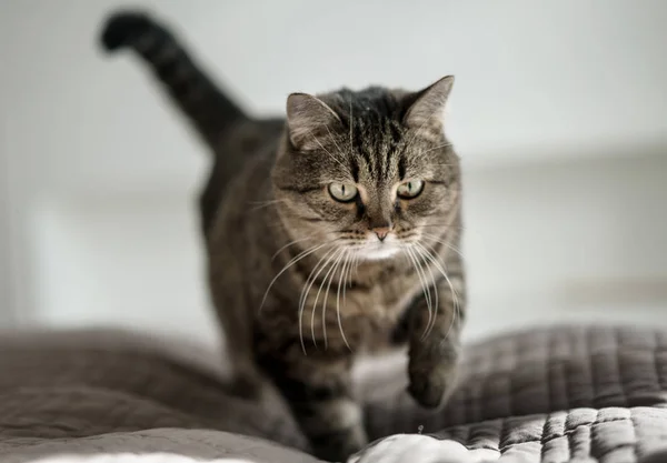 Yatakta Güneşli Odada Kedi — Stok fotoğraf