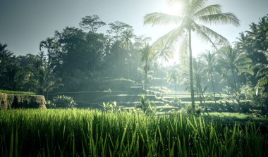 Tegalalang pirinç terası, Bali, Endonezya