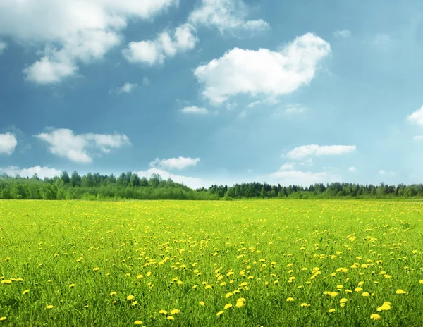 Field Spring Flowers Perfect Sky — Stock Photo, Image