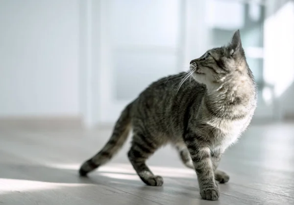 Gatinho Tempo Esporte — Fotografia de Stock