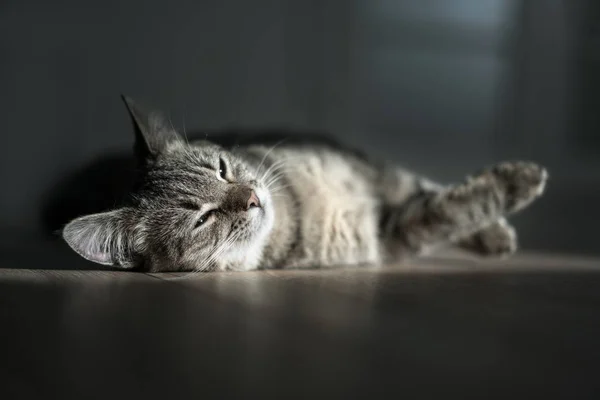 Gatinho Resto Quarto Ensolarado — Fotografia de Stock