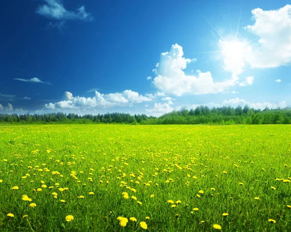 Campo Flores Primavera Cielo Perfecto Imagen de stock