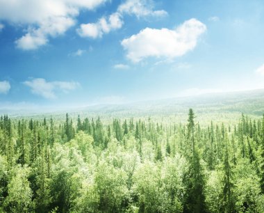 Gün batımında orman