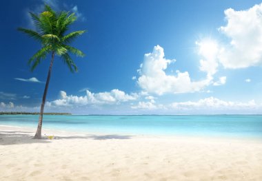 Palmiye ve sahil, Dominik Cumhuriyeti