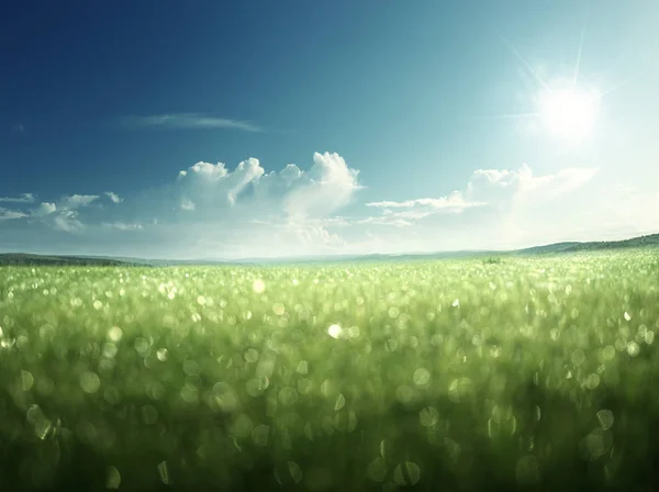 Rano Mokrej Trawie Doskonały Sky — Zdjęcie stockowe