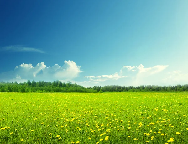 Feld Von Frühlingsblumen Und Perfektem Himmel — Stockfoto