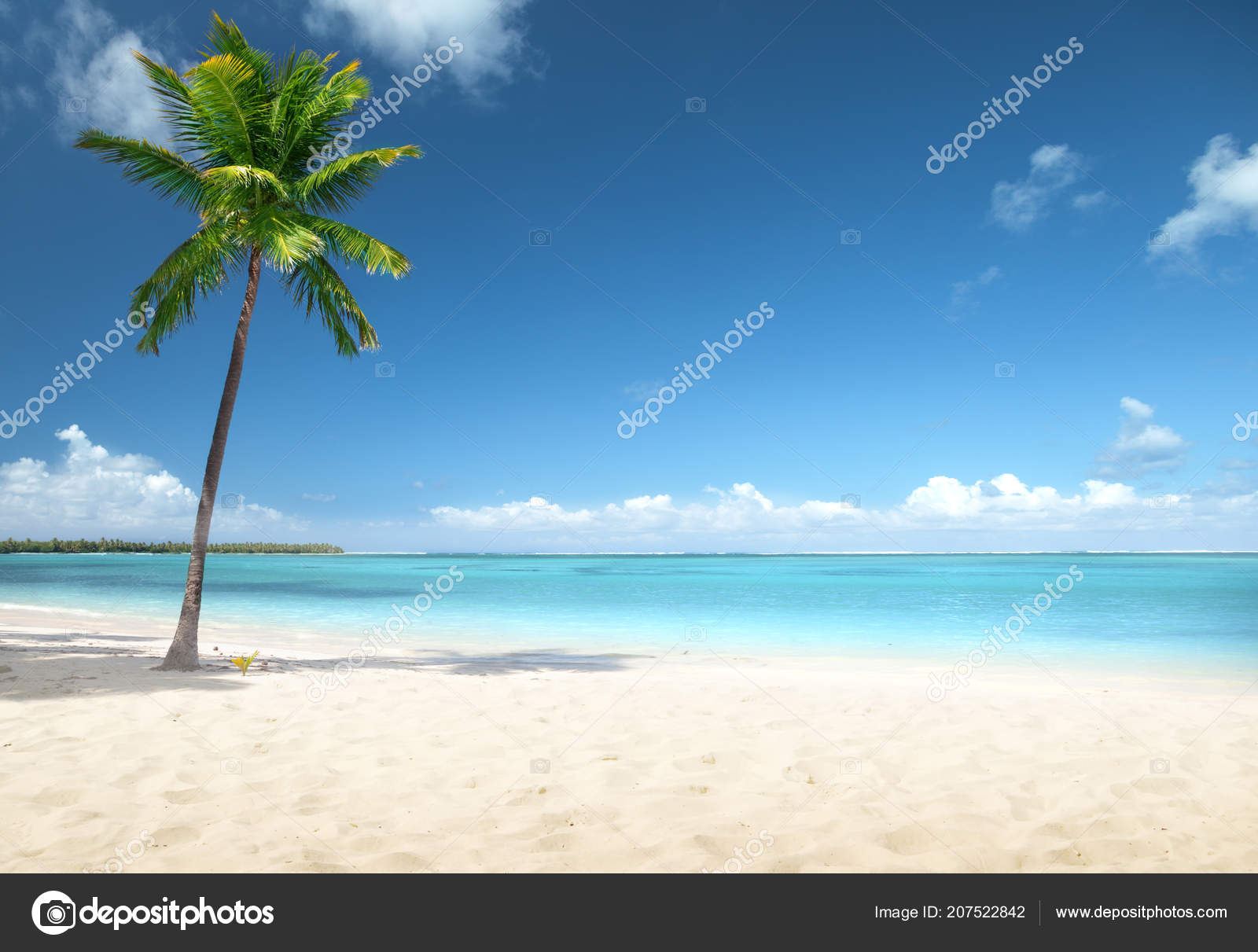 Palmiers Plage République Dominicaine Photographie Iakov