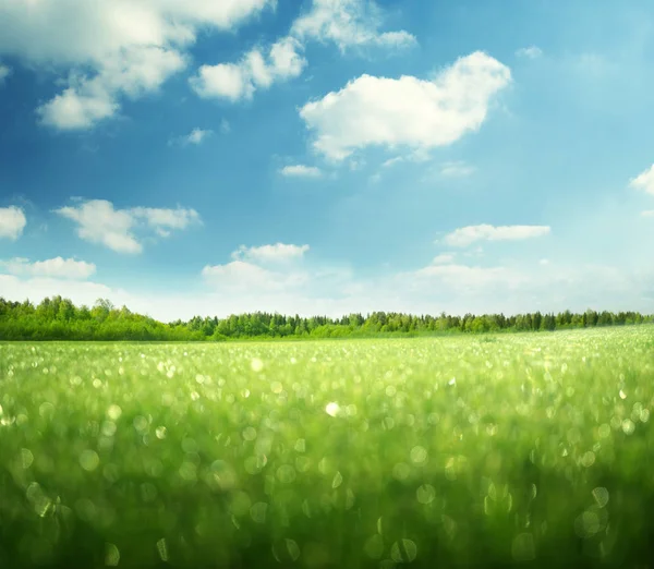 Mattina Erba Bagnata Cielo Perfetto — Foto Stock