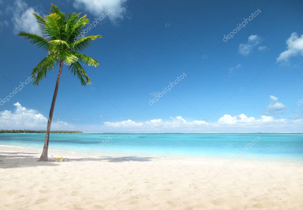 palm and beach, Dominican republic